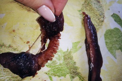 «Чужой» из банки с селедкой напугал жительницу г. Шахты