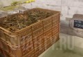 У владельца магазина изъяли 4,5 тысячи раков в Новочеркасске