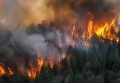 Загорелся лес в Ростовской области после падения беспилотника