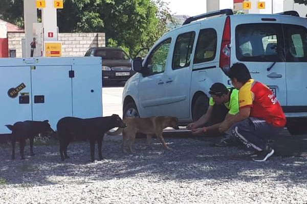 На улицах г. Шахты отловили 13 безнадзорных собак