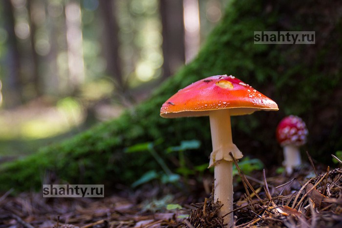 В Шахтах произошло отравление дикорастущими грибами в июне