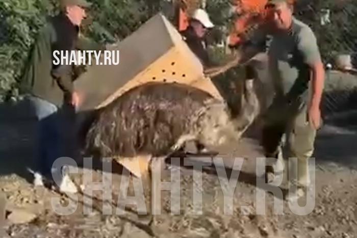 В парк «Малинки» под Шахтами вернули очередного беглеца