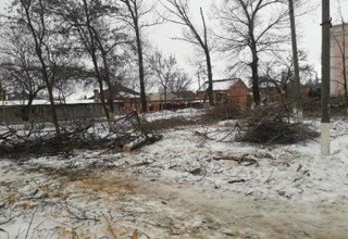 В городе Шахты спилили 30 деревьев в одном переулке