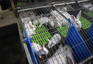 Бизнесвумен из г. Шахты просила Путина о поставках крольчатины в школы и больницы [Фото]