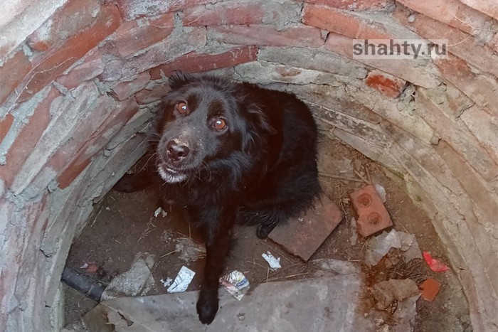 Спасли собаку, упавшую в колодец в Ростовской области: она жалобно выла