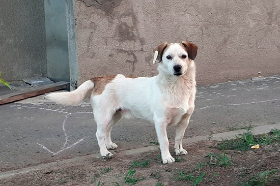 В г. Шахты человека покусала собака с биркой в ухе