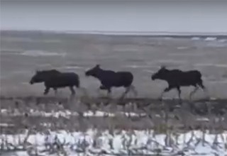 Лоси, появившиеся рядом с дорогами, удивили жителей Ростовской области [Видео]