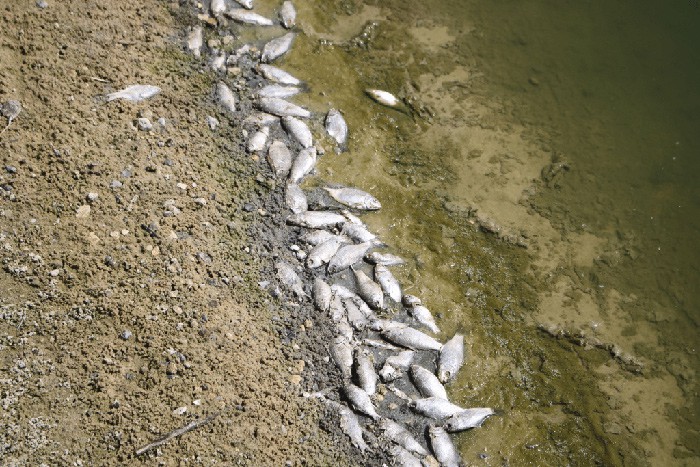 Массово погибла рыба в реке в Ростовской области