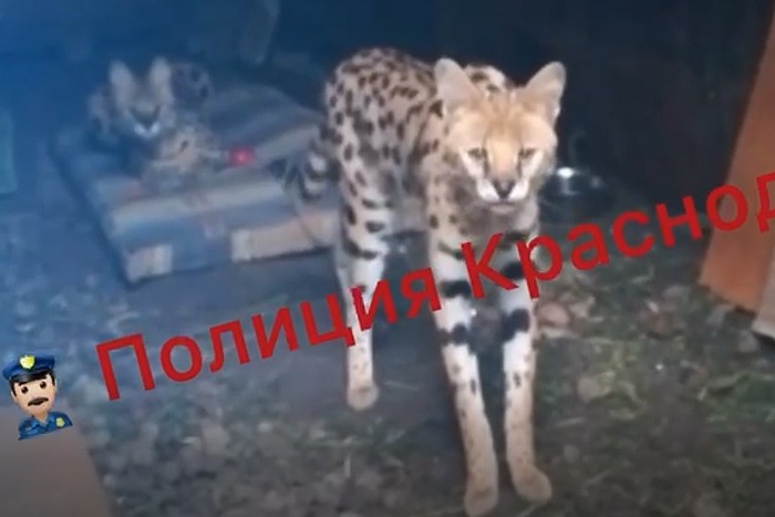 Жительница г. Шахты прятала диких хищников в гараже в Краснодаре: видео