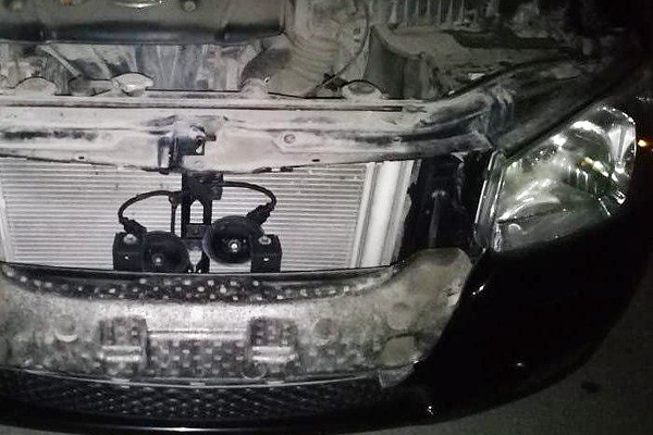 Стая собак загрызла автомобиль, пытаясь добраться до кошки