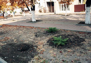 В центре г. Шахты украли только что высаженные кусты, каштаны и розы