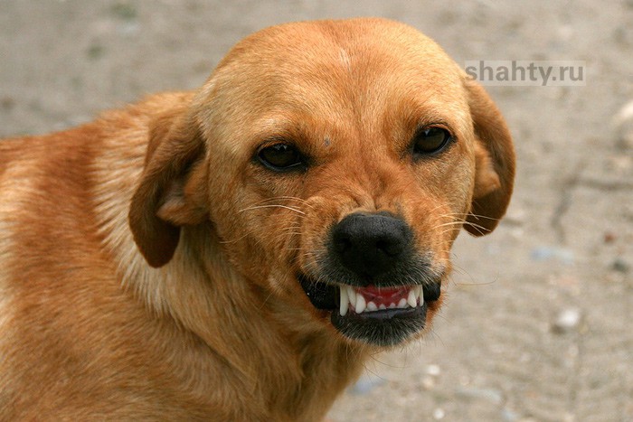 В Шахтах собаки покусали сотни людей за полгода: статистика Роспотребнадзора