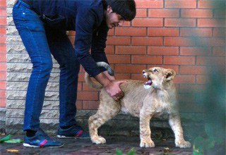 Опасного хищника выгуливали по улицам [Фото]