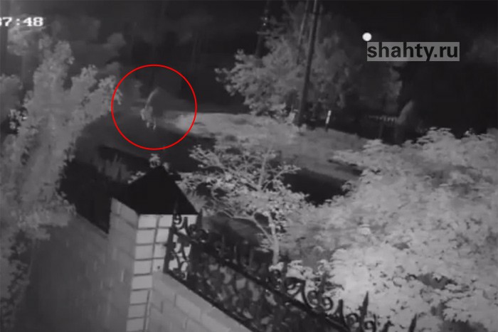 Кража можжевельников в соседнем с Шахтами пос. Каменоломни попала на видео