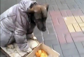 Спасти собаку в куртке в г. Шахты просят жителей Ростова [Видео]