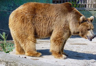 Ростовский зоопарк поднял цены на билеты