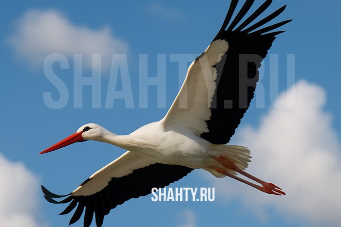 В «Малинках» под Шахтами спасли аиста, в которого попала дробь