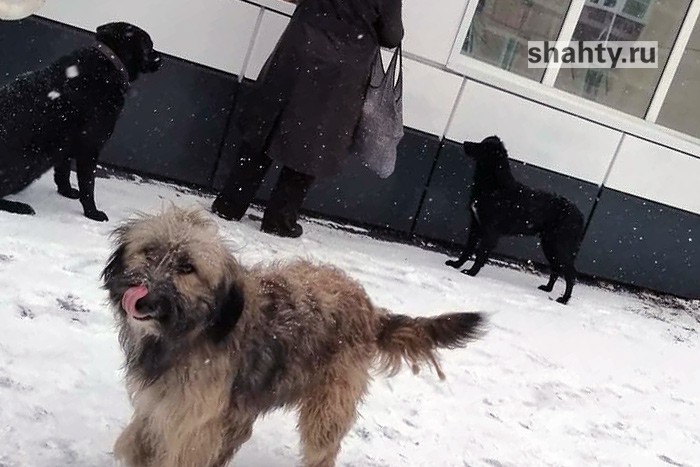 В Шахтах собака покусала мужчину — «это уже достало»