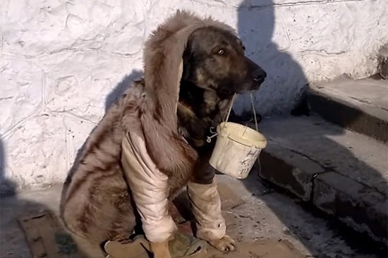 Спасли пса, которого в г. Шахты заставляли просить милостыню