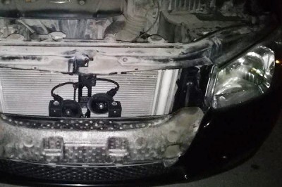 Стая собак загрызла автомобиль, пытаясь добраться до кошки