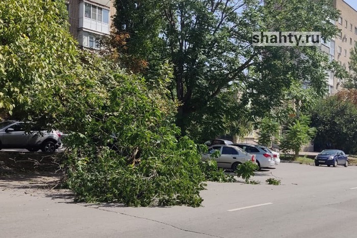 В Шахтах упало дерево на улице Шевченко: его вырвало с корнем
