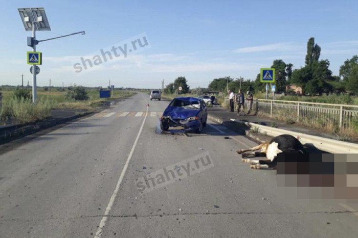 «Лада» сбила насмерть корову на трассе в Ростовской области