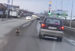 Бесчеловечно выбросили собаку на дороге, а та не смогла догнать машину с хозяином [Видео]