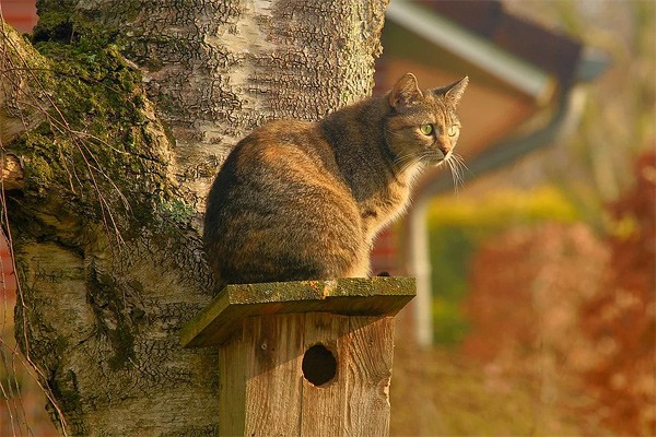 В г. Шахты кот застрял на дереве на уровне 4 этажа — орет четвертый день