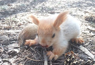Спасли бельчонка, упавшего с дерева в парке [Фото]