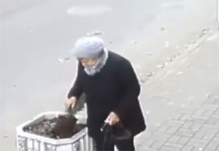 Украла елку на улице — через 3 дня женщина пришла и посадила ее назад [Видео]