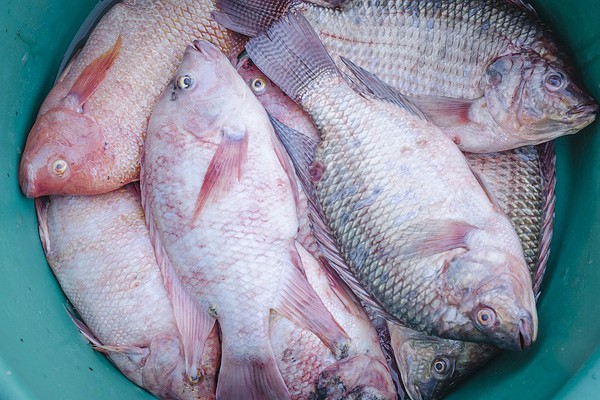 В Шахтах продавали небезопасную вяленную рыбу