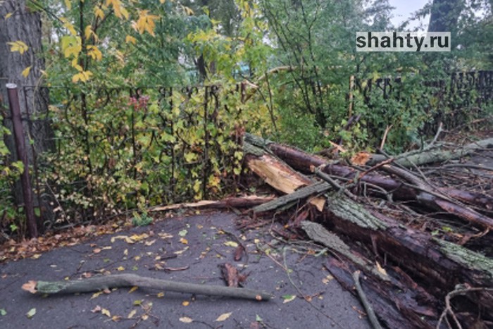 Упало дерево: погибла 47-летняя женщина в Ростовской области