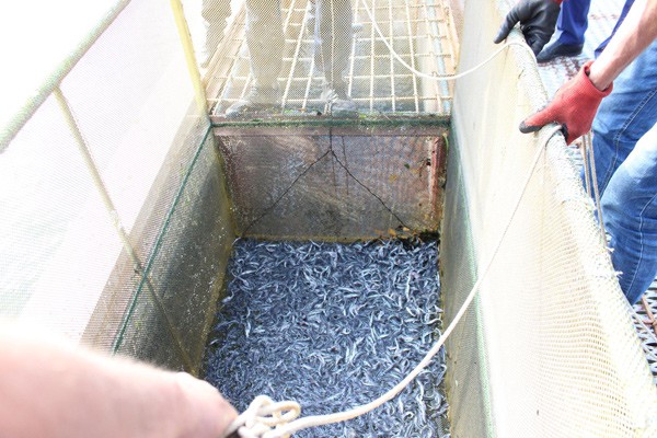 В Дон выпустили полтора миллиона молоди стерляди