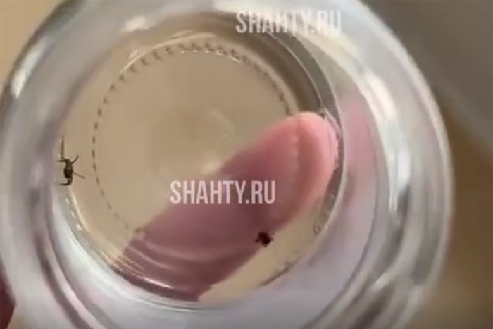 В Шахтах парк забит клещами: видео