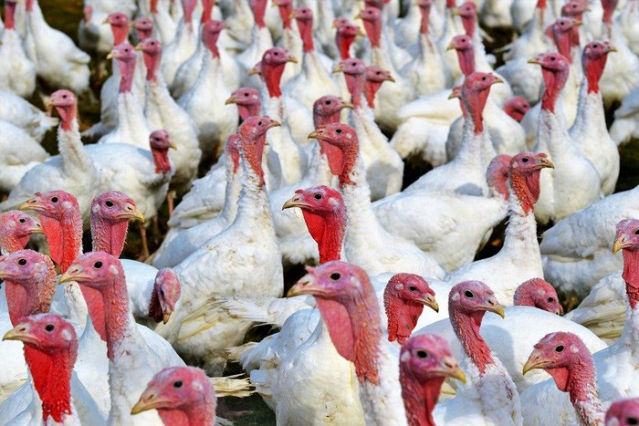 Под Шахтами обнаружен птичий грипп на участке выращивания индейки