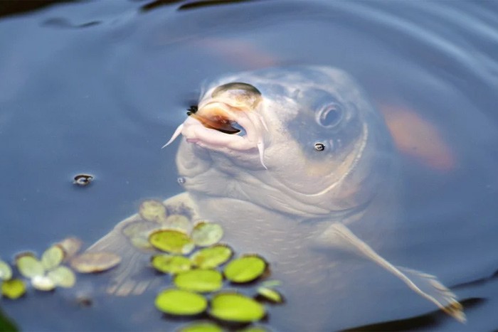Погибла рыба в реке Северский Донец — выявлен слив канализационных вод
