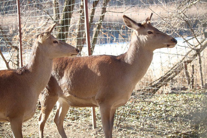 На волю выпустили 20 особей лани, выращенных под Шахтами