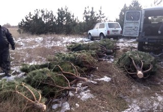 Вырубили 13 сосен в Усть-Донецком районе — нарушитель задержан