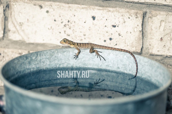 Воды не будет в городе Шахты три дня: рассказали подробности