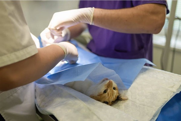 В Шахтах пройдет очередной день льготной стерилизации кошек и собак