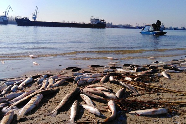 Массово погибла рыба в реке Дон — официальная информация