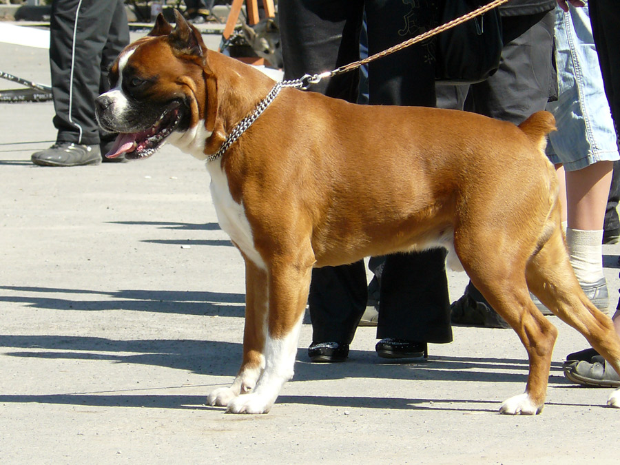 Выставка собак в г. Шахты
