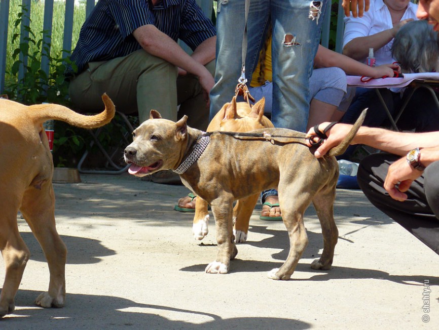 На шахтинской выставке собак 2012