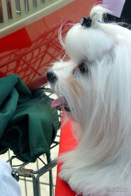 Выставка собак в г. Шахты 13 мая 2012 г., Мальтезе