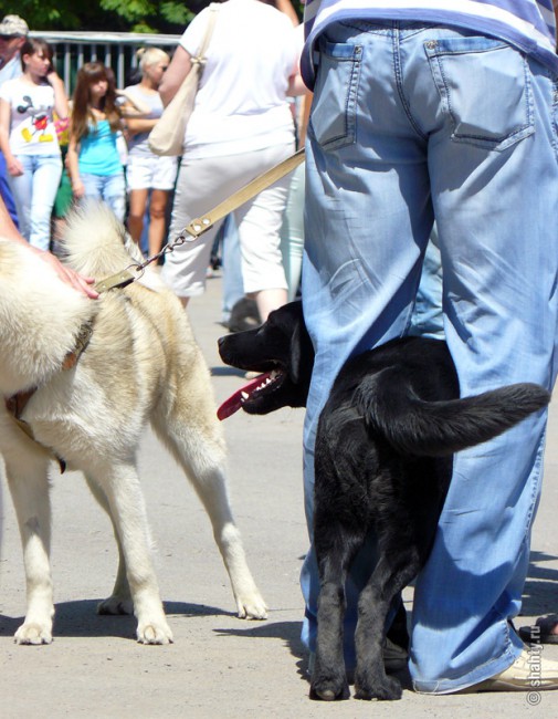 Выставка собак в городе Шахты 13 мая 2012 г. - Шахты