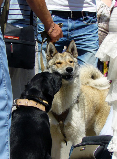 На шахтинской выставке собак - Шахты