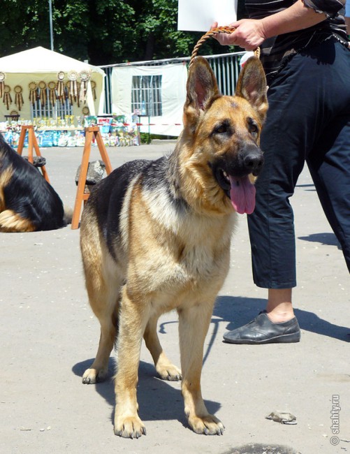 Овчарка, шахтинская выставка собак 13 мая 2012 г. - Шахты