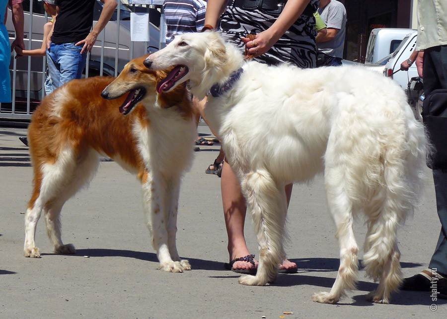Русские псовые гончие на шахтинской выставке собак