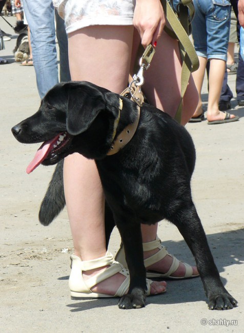 Лабрадор на шахтинской выставке собак