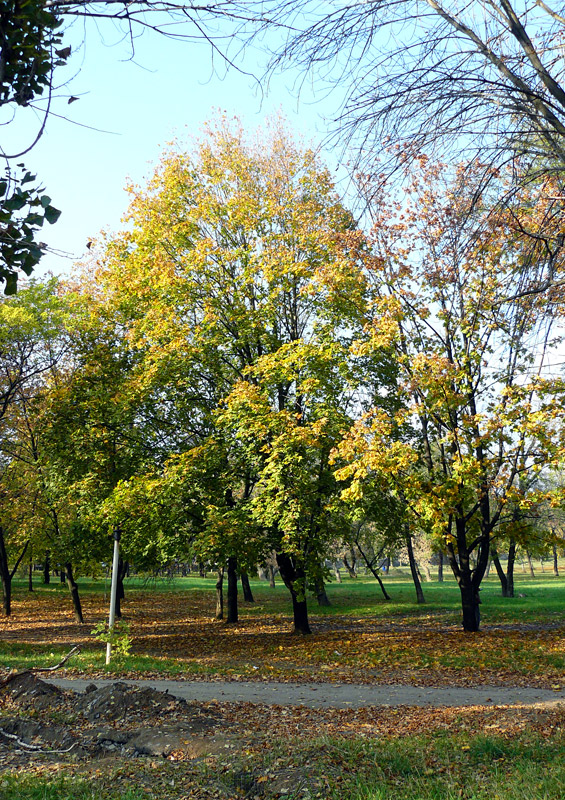 Парк, город Шахты